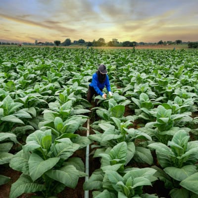 AUTOMATING PRECISION: Remote Monitoring for Tobacco Processing