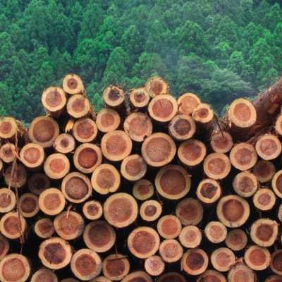 EFFICIENT AUTOMATION: Centralized Management for Forest Manufacturing
