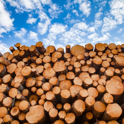 SEAMLESS MODERNIZATION: Upgrades for Wood Processing