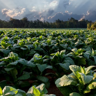 UNIFYING OPERATIONS: Control Room Upgrade for Tobacco Manufacturing